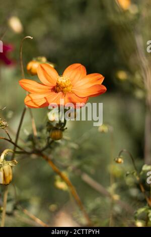 Eden Project Blumen Stockfoto