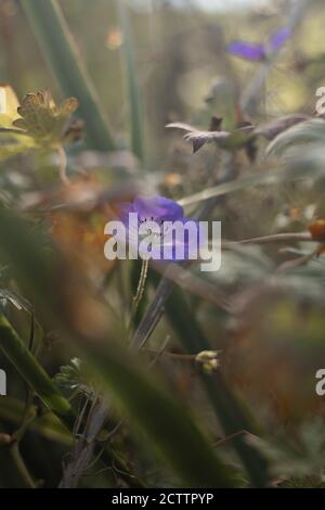 Eden Project Blumen Stockfoto