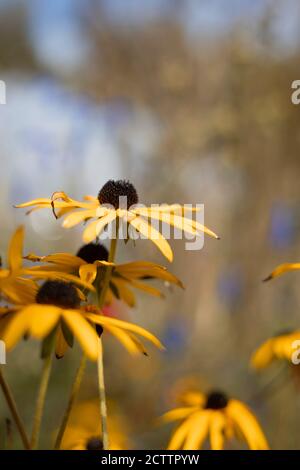 Blumen im Eden Project Stockfoto