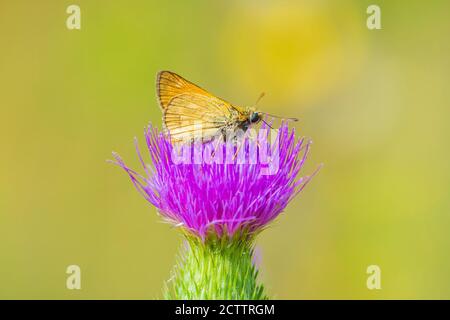Nahaufnahme eines großen skipper Ochlodes sylvanus Schmetterling auf lila Distel Blumen trinken Nektar. Stockfoto