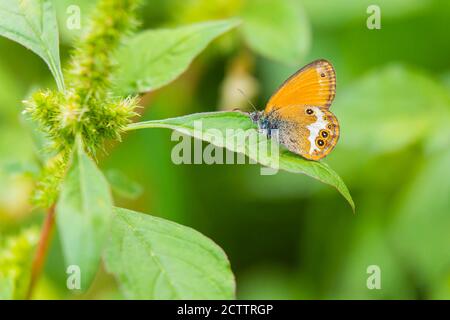 Seitenansicht Nahaufnahme eines Heidelbeer-Schmetterlings, Coenonympha arcania, im Gras ruhend. Selektiver Fokus und grüner Hintergrund Stockfoto