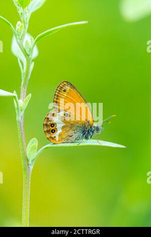 Seitenansicht Nahaufnahme eines Heidelbeer-Schmetterlings, Coenonympha arcania, im Gras ruhend. Selektiver Fokus und grüner Hintergrund Stockfoto