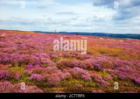 Peak District National Park. England, Großbritannien. Schöne blühende violette Heide. Stockfoto