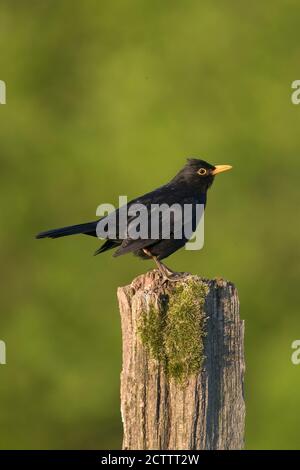 Amsel (Turdus merula). Erwachsener Mann, der auf einem Pfosten steht. Stockfoto