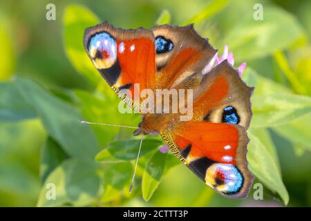 Aglais io, Pfauenschmetterling bestäubt in einem bunten Blumenfeld. Draufsicht, Flügel offen Stockfoto