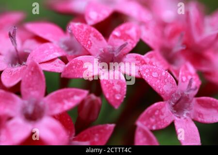 Schöne Blumen mit lebendigen Farben und verwischen Hintergrund Stockfoto