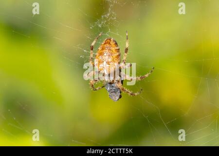 Nahaufnahme einer Kreuzspinne, araneus diadematus, die eine Beute frisst, die in einem Netz gefangen ist. Stockfoto