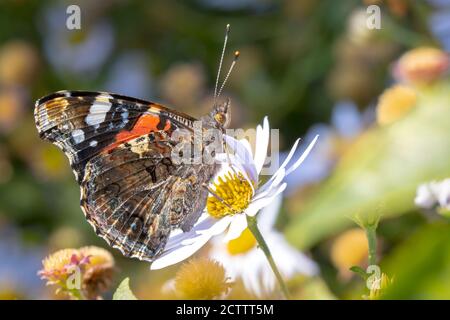 Roter Admiral-Schmetterling, Vanessa atalanta, Seitenansicht Nektar aus einem lila Schmetterling-Busch im Garten füttern. Helles Sonnenlicht, lebendige Farben. Stockfoto