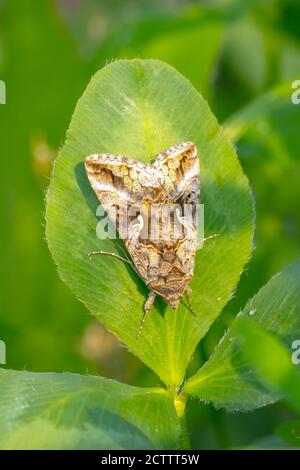 Tag aktiv Silber Y Autographa gamma Motte Bestäubung auf rosa und lila Distel Blumen tagsüber in hellem Sonnenlicht Stockfoto