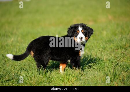 Berner Sennenhund. Welpe steht auf Gras. Stockfoto