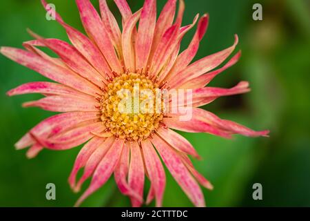 Ein selektives Fokusbild einer rosa Blume mit Grün Hintergrund verwischen Stockfoto