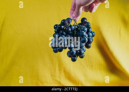 Große Trauben von blauen Trauben auf gelbem Hintergrund Stockfoto