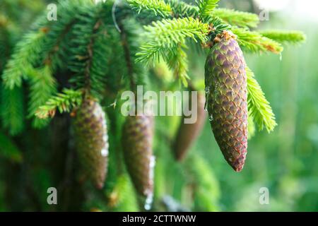 Tannenzapfen in Harz hängen auf dem Baum close-up Stockfoto