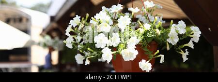 Blumentopf mit Blumen hängen auf der Veranda in der Nähe Stockfoto