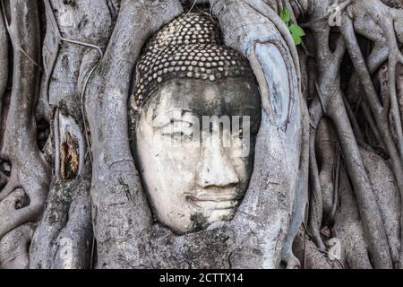 Buddha Kopf in Wat Mahathat, Ayutthaya, Thailand. Stockfoto