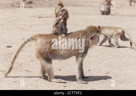 Baby macaque auf Mutter zurück an Prang Sam Yod Tempel in Lopburi, Thailand. Stockfoto