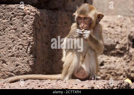 Junge lange Makaken bei Prang Sam Yod in Lopburi, Thailand. Stockfoto