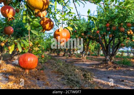 Obstgarten mit Granatapfelbäumen mit reifen Granatäpfeln, die an Ästen hängen. Israel Stockfoto