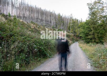 Ilsenburg, Deutschland. September 2020. Ein Wanderer läuft im Ilse-Tal an toten Fichten vorbei. Anhaltende Trockenheit und der Rindenkäfer-Befall schädigen die Fichten im Nationalpark Harz stark. Der sterbende Wald schreitet schneller voran, als Experten ursprünglich vermuteten. Quelle: Stephan Schulz/dpa-Zentralbild/ZB/dpa/Alamy Live News Stockfoto