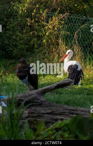 Loburg, Deutschland. September 2020. Auf einer Wiese auf dem Storchenhof Loburg stehen ein verletzte Weißstorch und ein verletzte Schwarzstorch. In der ornithologischen Station werden seit den 1970er Jahren 1892 verletzte Weißstörche aufgenommen und gepflegt. Die Mehrheit von ihnen konnte wieder in die Wildnis entlassen werden. Quelle: Stephan Schulz/dpa-Zentralbild/ZB/dpa/Alamy Live News Stockfoto