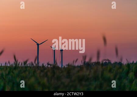 Windturbinen in einem Roggenfeld bei Sonnenuntergang. Schöne Landschaft mit Windturbinen Stockfoto