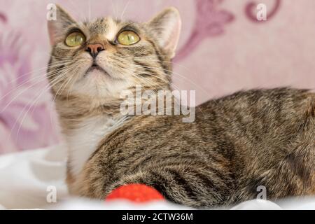 Schöne Katze mit großen grünen Augen liegt auf einem weißen Laken auf dem Bett mit seiner roten Kugel für Spiele. Stockfoto