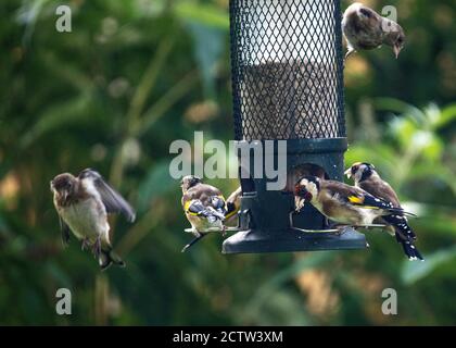 Jungtiere und Erwachsene Goldfinken füttern auf Sonnenblumenherzen von einem Futterhäuschen in einem Garten in Alsager Cheshire England Vereinigtes Königreich VEREINIGTES KÖNIGREICH Stockfoto