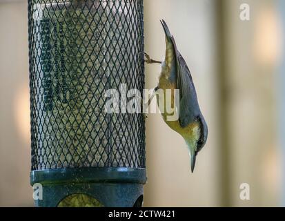 Eine schöne Nuthatch auf einem Vogel Feeder Essen Sonnenblumen Herzen In einem Garten in Alsager Cheshire England Vereinigtes Königreich Großbritannien Stockfoto