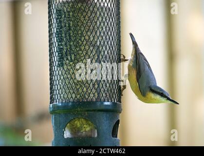 Eine schöne Nuthatch auf einem Vogel Feeder Essen Sonnenblumen Herzen In einem Garten in Alsager Cheshire England Vereinigtes Königreich Großbritannien Stockfoto