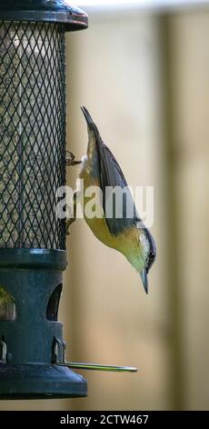 Eine schöne Nuthatch auf einem Vogel Feeder Essen Sonnenblumen Herzen In einem Garten in Alsager Cheshire England Vereinigtes Königreich Großbritannien Stockfoto