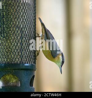 Eine schöne Nuthatch auf einem Vogel Feeder Essen Sonnenblumen Herzen In einem Garten in Alsager Cheshire England Vereinigtes Königreich Großbritannien Stockfoto