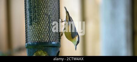 Eine schöne Nuthatch auf einem Vogel Feeder Essen Sonnenblumen Herzen In einem Garten in Alsager Cheshire England Vereinigtes Königreich Großbritannien Stockfoto