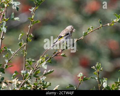 Ein Jugendlicher Goldfink Barching auf einem Zweig in einem Weißdorn Hecke frisst ein Sonnenblumenherz in einem Garten in Alsager Cheshire England Vereinigtes Königreich Großbritannien Stockfoto