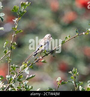 Ein Jugendlicher Goldfink Barching auf einem Zweig in einem Weißdorn Hecke frisst ein Sonnenblumenherz in einem Garten in Alsager Cheshire England Vereinigtes Königreich Großbritannien Stockfoto