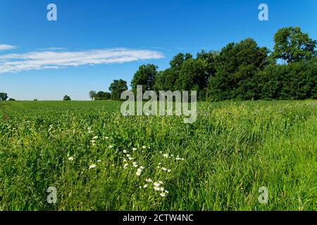 Maisfeld bei Wallhausen in Hohenlohe, Landkreis Schwäbisch Hall, Baden-Württemberg, Deutschland Stockfoto