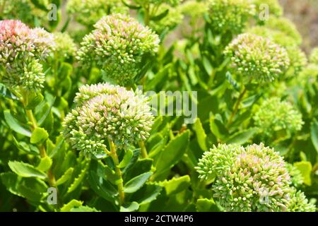 Helle und farbenfrohe Buschbüsche mit Blumen liegen wunderschön nahe der Grenze. Stockfoto