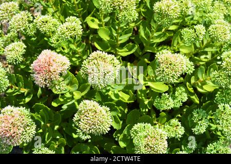 Helle und farbenfrohe Buschbüsche mit Blumen liegen wunderschön nahe der Grenze. Stockfoto