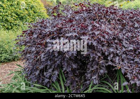 Fagus sylvatica 'Rohan weinend' im Sommer. Stockfoto