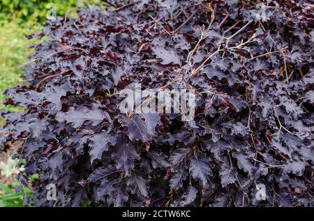Fagus sylvatica 'Rohan weinend' im Sommer. Stockfoto