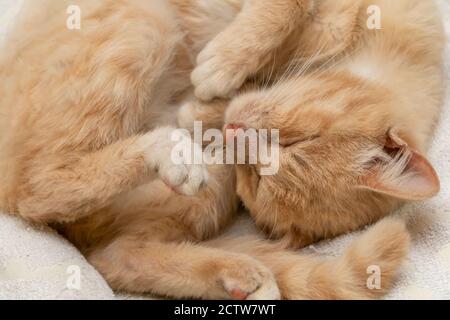 Cute schöne rote Kätzchen zusammengerollt in einem Ball und Schlafen Sie in der Nähe auf einer weißen Tagesdecke Stockfoto