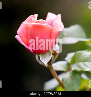 Mittelrosa oder lachsrosa Carolyn Hybrid Tea Rose mit kräftigem Gewürzduft. Stockfoto