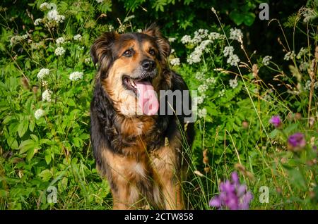 Schöner deutscher Schäferhund steht im hohen grünen Gras mit Weiße Blumen an einem sonnigen Sommertag Stockfoto