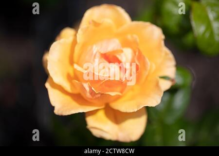 Mittelgelb oder goldgelb, apricot Schattierung mit Honigduft Floribunda Easy Going Rose. Stockfoto