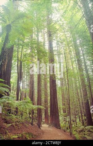 Blick auf grüne Redwood Bäume in Redwoods Whakarewarewa Forest, Rotorua, Neuseeland Stockfoto