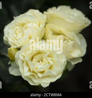 Creme, zitronengelbe Schattierung mit grünem Farbton von Yellow N Lime floribunda Rosen. Stockfoto