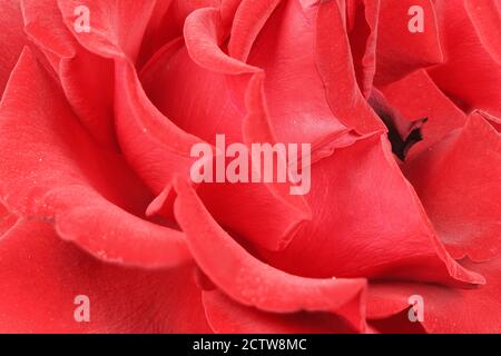 Rote Rosenblätter aus der Nähe. Rote Rose. Hochauflösendes Foto. Volle Schärfentiefe. Stockfoto