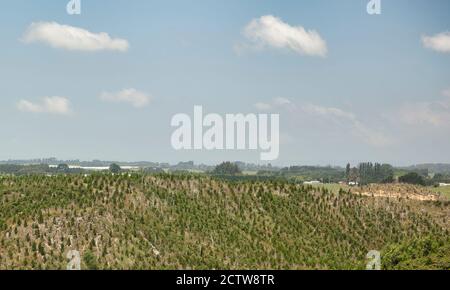 Radiata Pine Ernte und Holzeinschlag für neuseeländische Forstwirtschaft Stockfoto