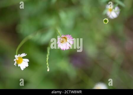 Kleine rosa und weiße Gänseblümchen blühen im grünen Gras Stockfoto