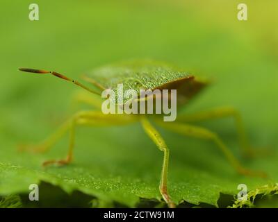 Grüner Schildbug (Palomena prasina), Nahaufnahme des Gesichts, Kent UK, gestapeltes Fokusbild Stockfoto