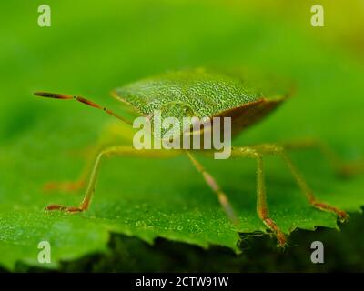 Grüner Schildbug (Palomena prasina), Nahaufnahme des Gesichts, Kent UK, gestapeltes Fokusbild Stockfoto